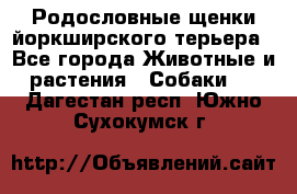 Родословные щенки йоркширского терьера - Все города Животные и растения » Собаки   . Дагестан респ.,Южно-Сухокумск г.